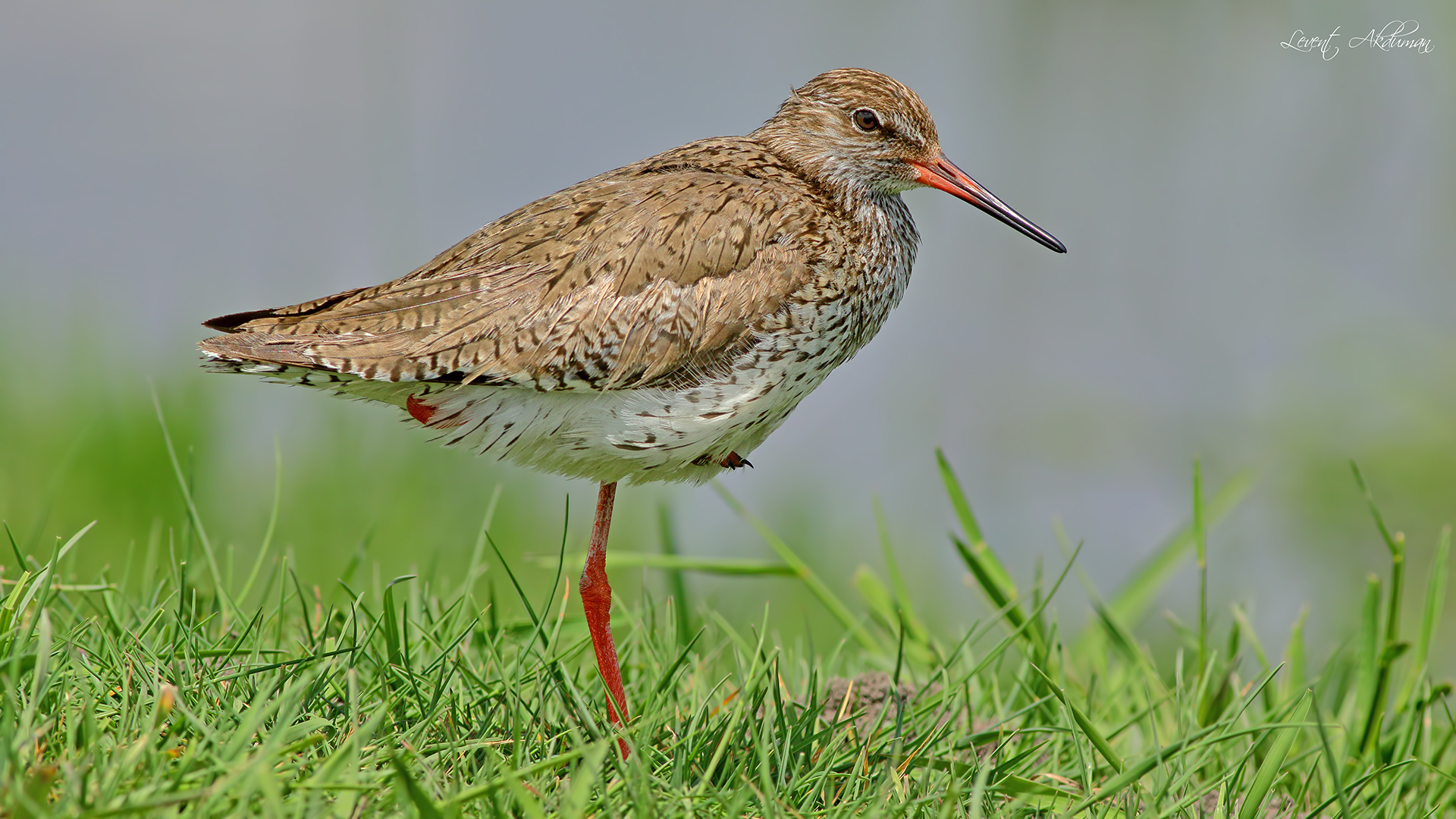 Common Redshank